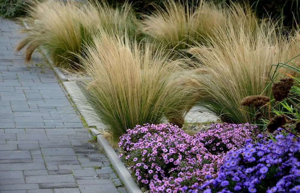 Stipa tenuissima 'Pony Tails' mit feinen, weich überhängenden Federwedeln