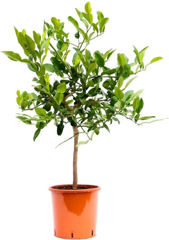 Kaffir-Limette Stämmchen 70–100 cm – Citrus Hystrix Kaffernlimette Combava Papeda – exotische Limettenpflanze für Küche, Balkon & Terrasse