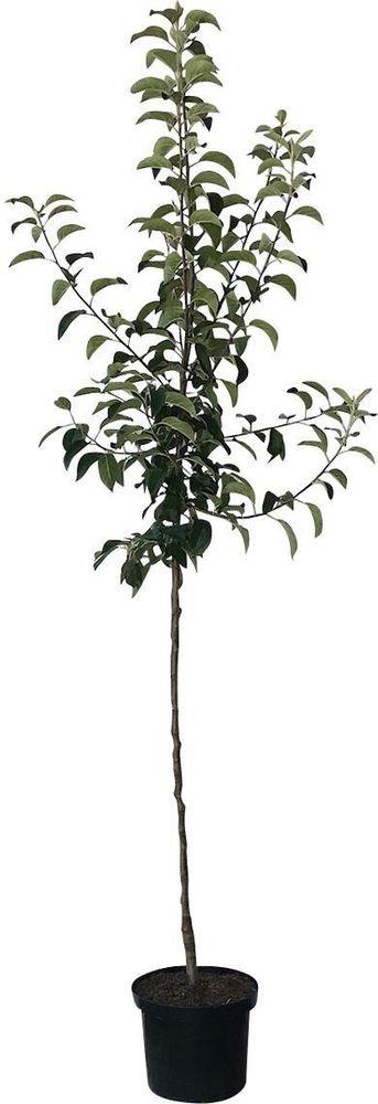 Roter Boskoop Winterapfel Kochapfel Backapfel Halbstamm Apfelbaum C10 MM111