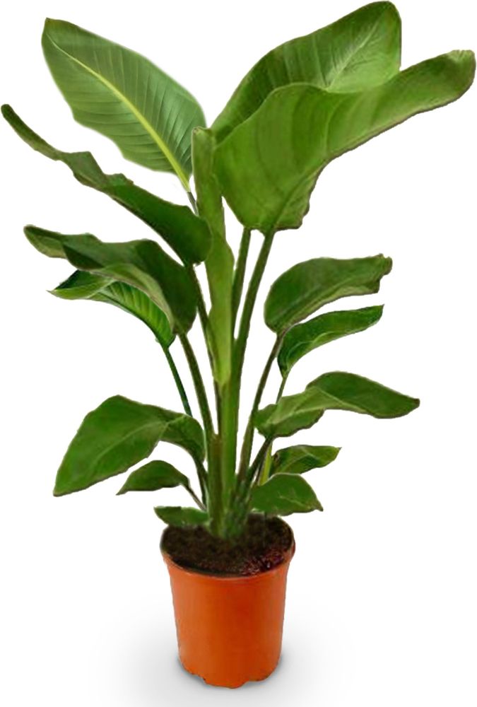 BALDUR Garten 1x Baumstrelitzie Nicolai, Pflanze im 19 cm-Topf, Grünpflanze, mehrjährig - frostfrei halten, pflegeleicht, für Standort in der Sonne geeignet, blühend, Strelitzia nicolai