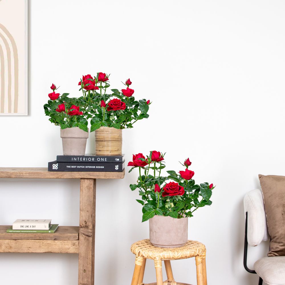 3er-Set - Topfrosen Rot - Für drinnen und draußen - Zimmerpflanzen - Gartenpflanzen - Terrassenpflanzen - Winterhart - 20-30 cm Hoch - Topf 12 cm