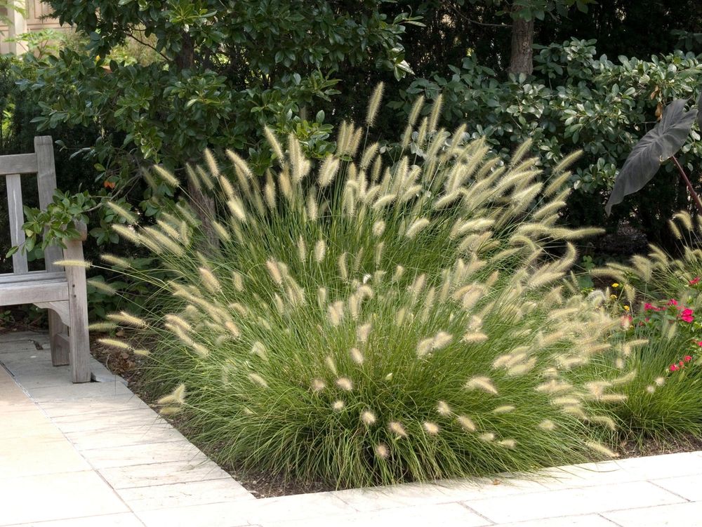 Pennisetum alopecuroides 'Hameln' mit buschig bogigem Wuchs und hellen Ähren
