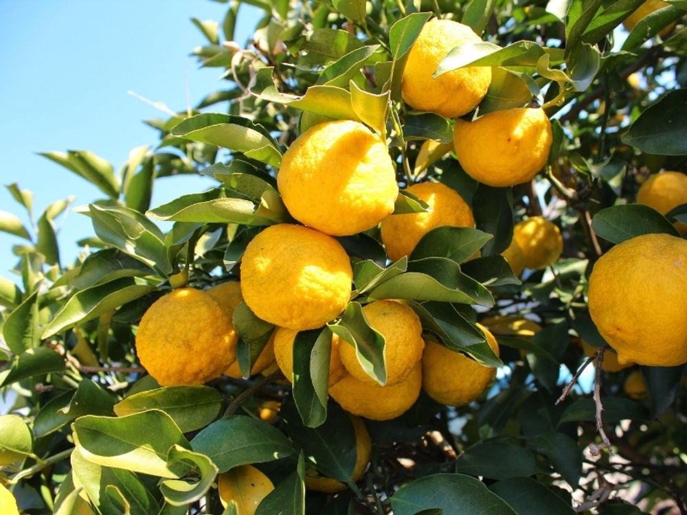 Meine Orangerie Yuzu Baum- Citrus Junos - 110-130cm - Frosthart - echte veredelte Yuzu Zitrone - Fruchtreife Zitruspflanze in Gärtnerqualität
