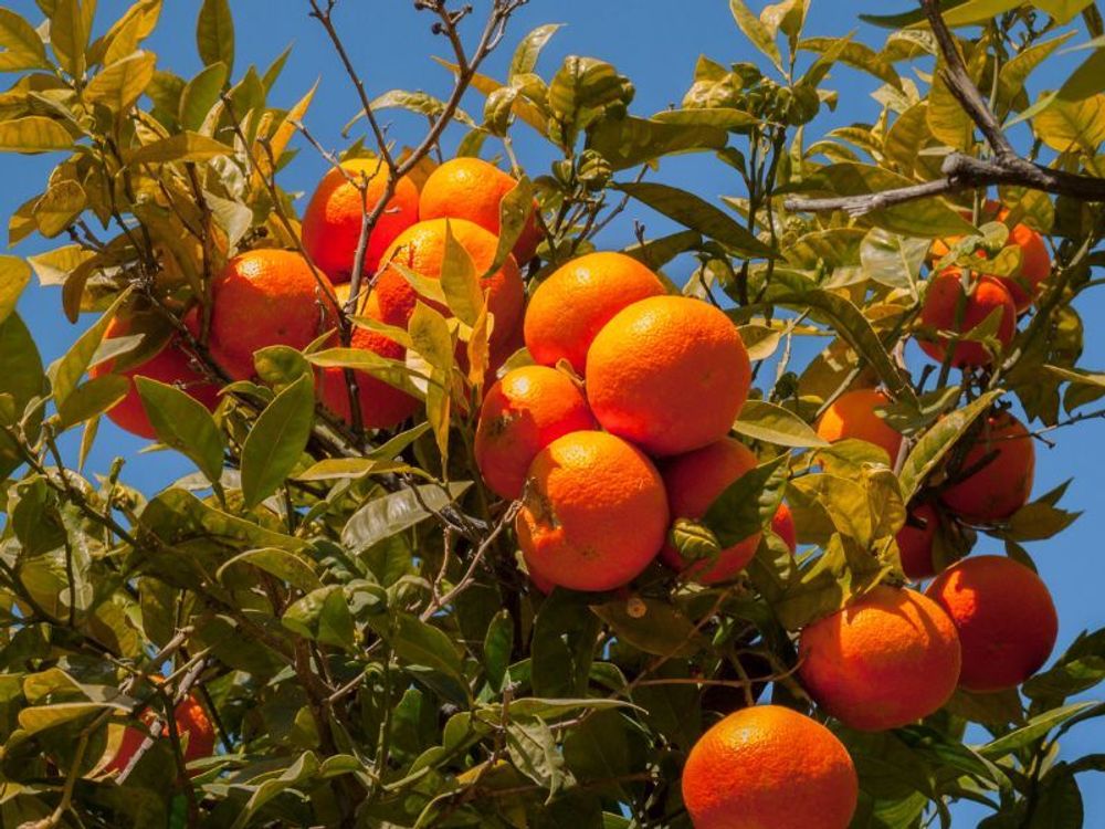 Meine Orangerie Clementinenbaum Mezzo - süße Clementine - echter Citrusbaum - fruchtreifes Bäumchen für Garten, Balkon oder Terrasse
