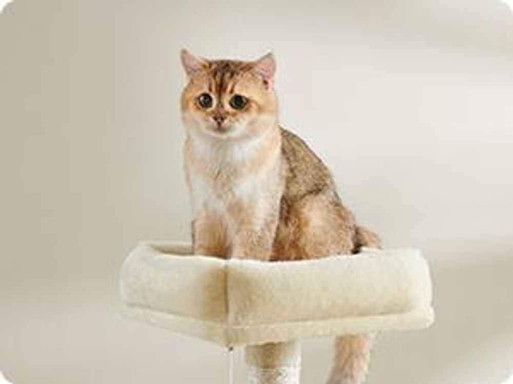 Feandrea Kratzbaum 168 cm, L, mit 13 Kratzsäulen, 2 Plattformen beige