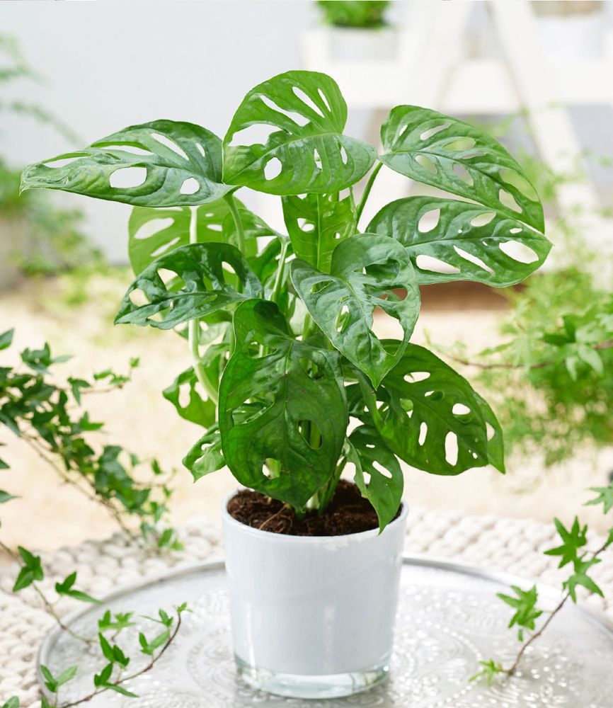 BALDUR Garten 1x Monstera Monkey Leaf, Pflanze im 12 cm-Topf, luftreinigende Zimmerpflanze, unterstützt das Raumklima, Fensterblatt, Grünpflanze, mehrjährig - frostfrei halten, Monstera adansonii