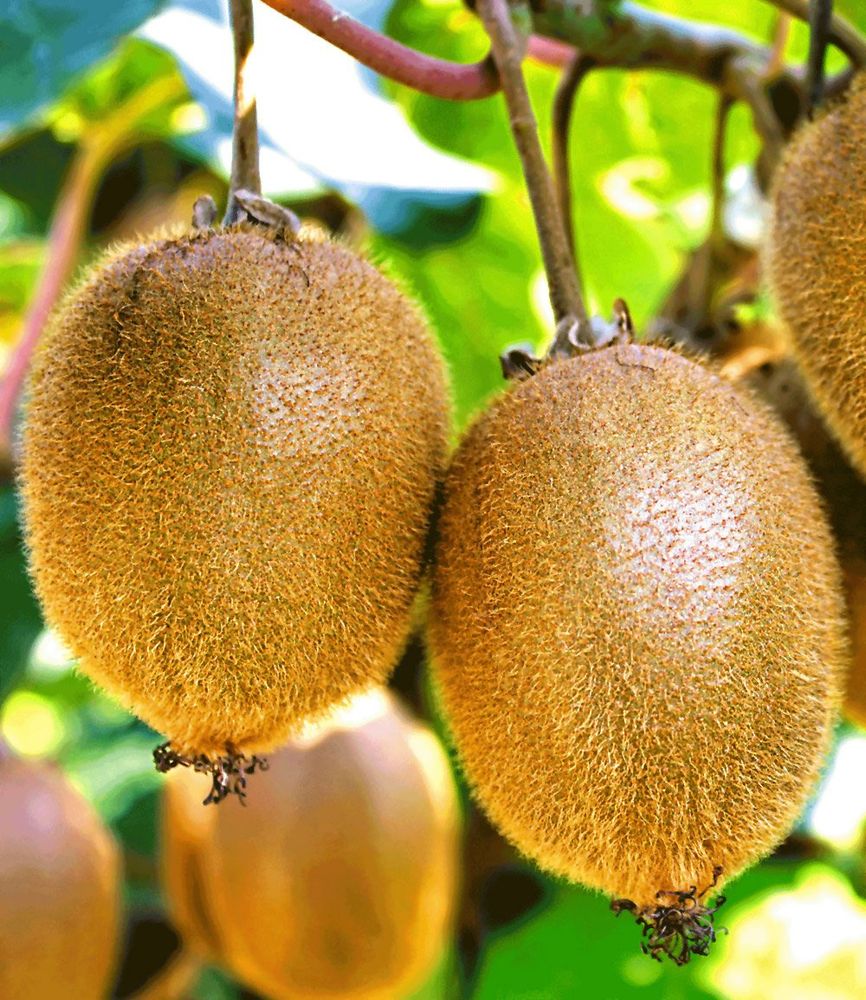 BALDUR Garten 1x Selbstfruchtende Kiwi 'Solissimo® renact®', Pflanze im 9x9 cm-Topf, großfruchtig, Actinidia deliciosa, winterhart, mehrjährig, 1. selbstfruchtende Kiwi, reiche Ernte, essbare Früchte