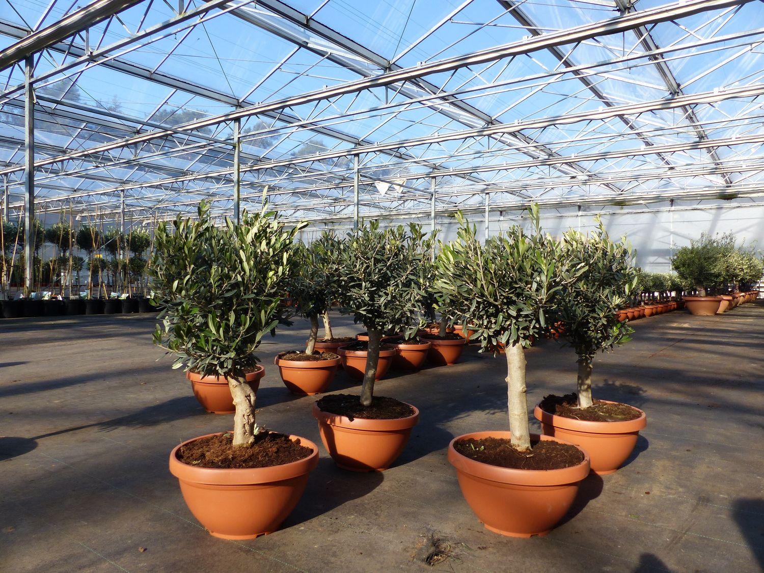 Olivenbaum Bonsai 70 - 90 cm Formgehölz, Olive winterhart,