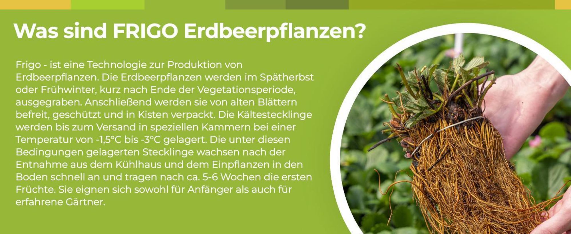 10 Stk. Erdbeerpflanze 'GIGANT' sehr große Früchte