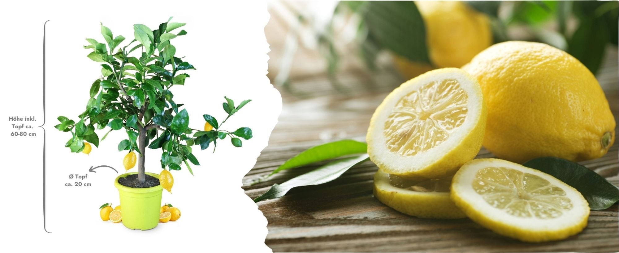 Meine Orangerie Zitronenbaum Piccolo - echte Zitruspflanze - veredeltes Zitronenbäumchen - Citrus Limon - Fruchtreife Zitrone in Gärtnerqualität