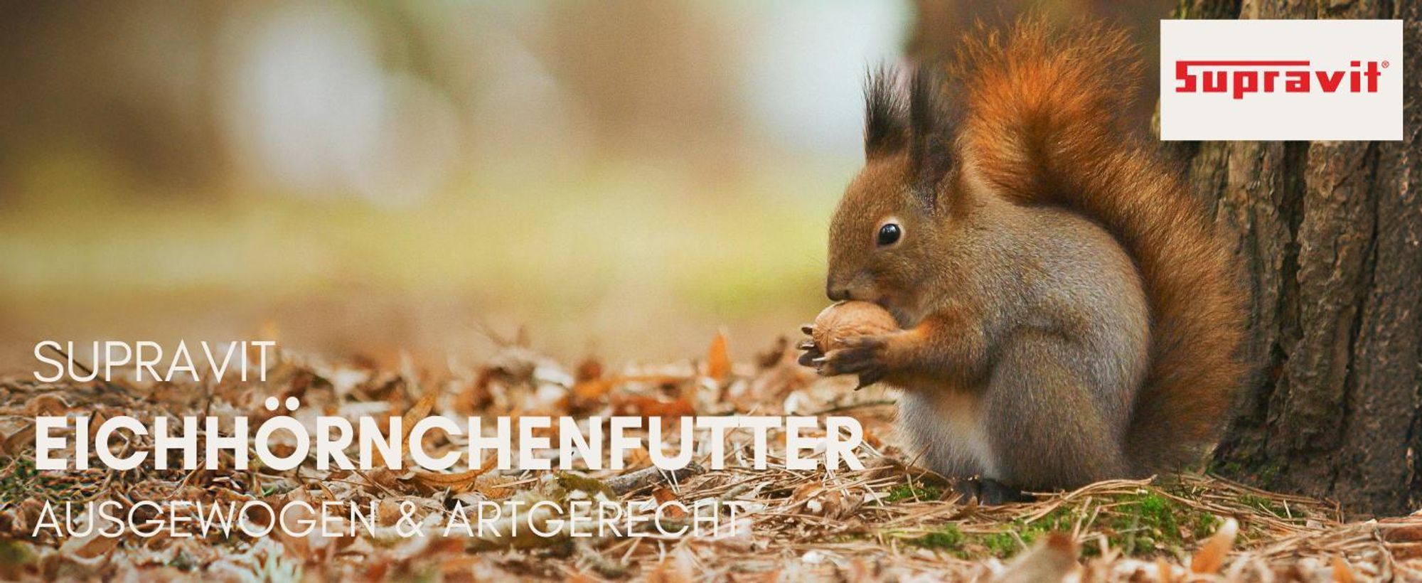 Eichhörnchen mit Walnuss in den Pfoten