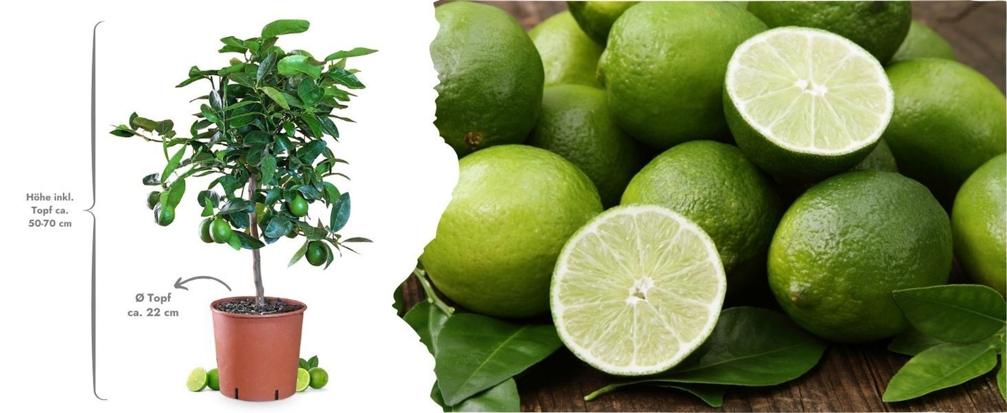 Citrus latifolia - echte Limette - veredelter Zitrusbaum im 6L-Topf - Caipi-Limette - persische Limette - Tahiti-Limette - perfekt für Caipirinha und Cocktails