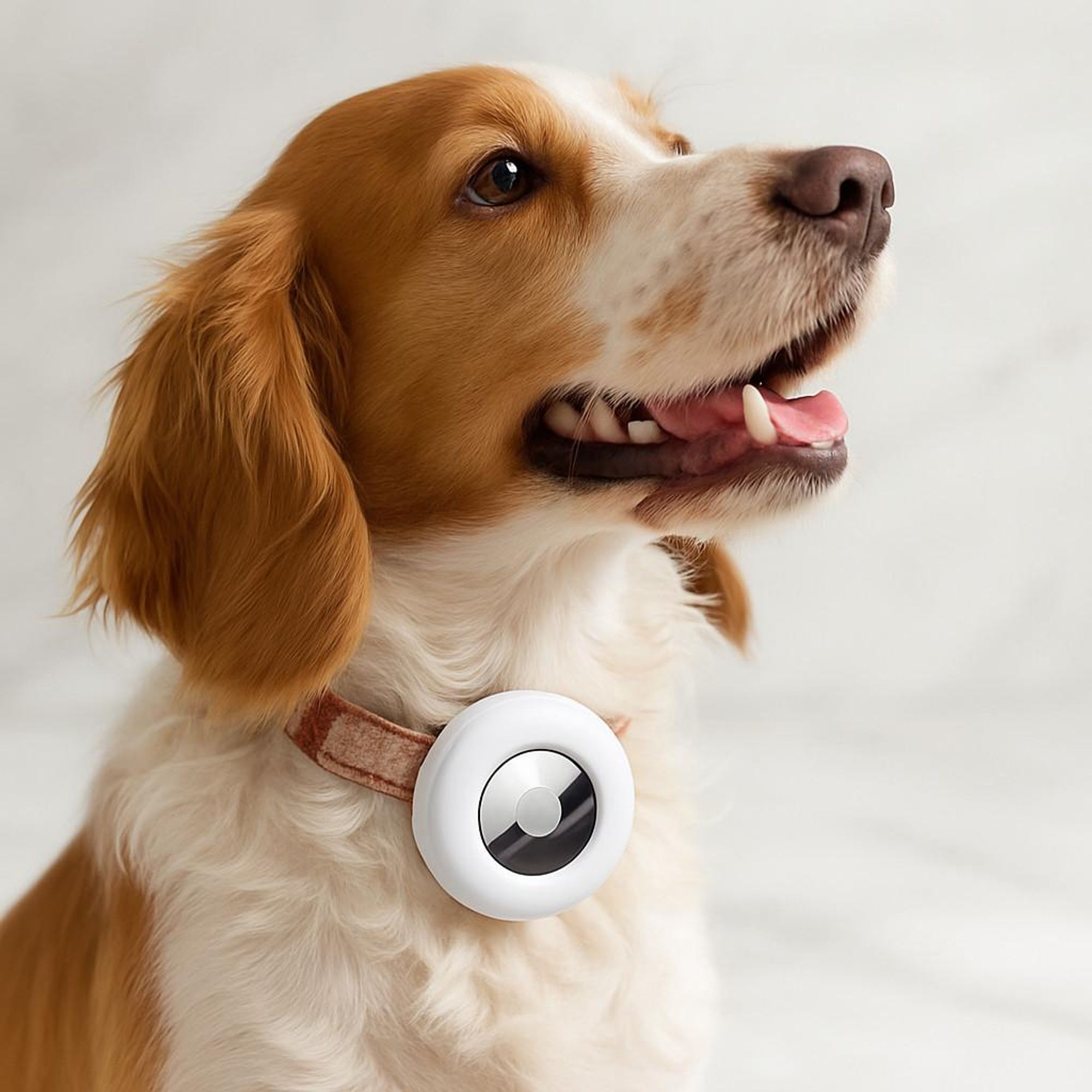 Silikon Schutzhülle kompatibel mit Apple AirTag GPS Tracker Hundehalsband Katze