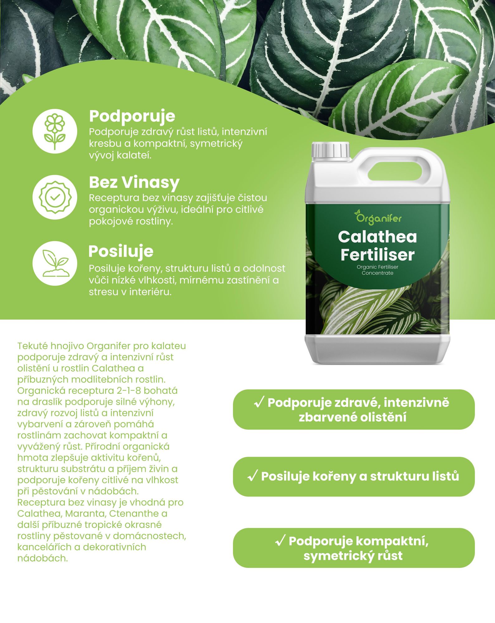 Calathea Nawóz Płynny 1 L – 2-1-8 NPK – Do Rośliny Domowe – Do Zdrowe Listy i Bujne Liście – Podporuje Korzenie i Vitalitu – Organifer