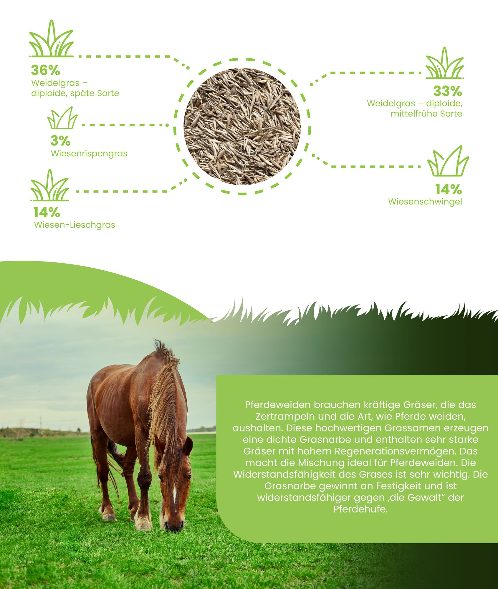 Weidesamen Meadow 5 kg = 1000 m² – Pferde & Kleinvieh Weidegras Saatgut, Strapazierfähige Futterweide, Robustes Weidelgras Mischung – Organifer