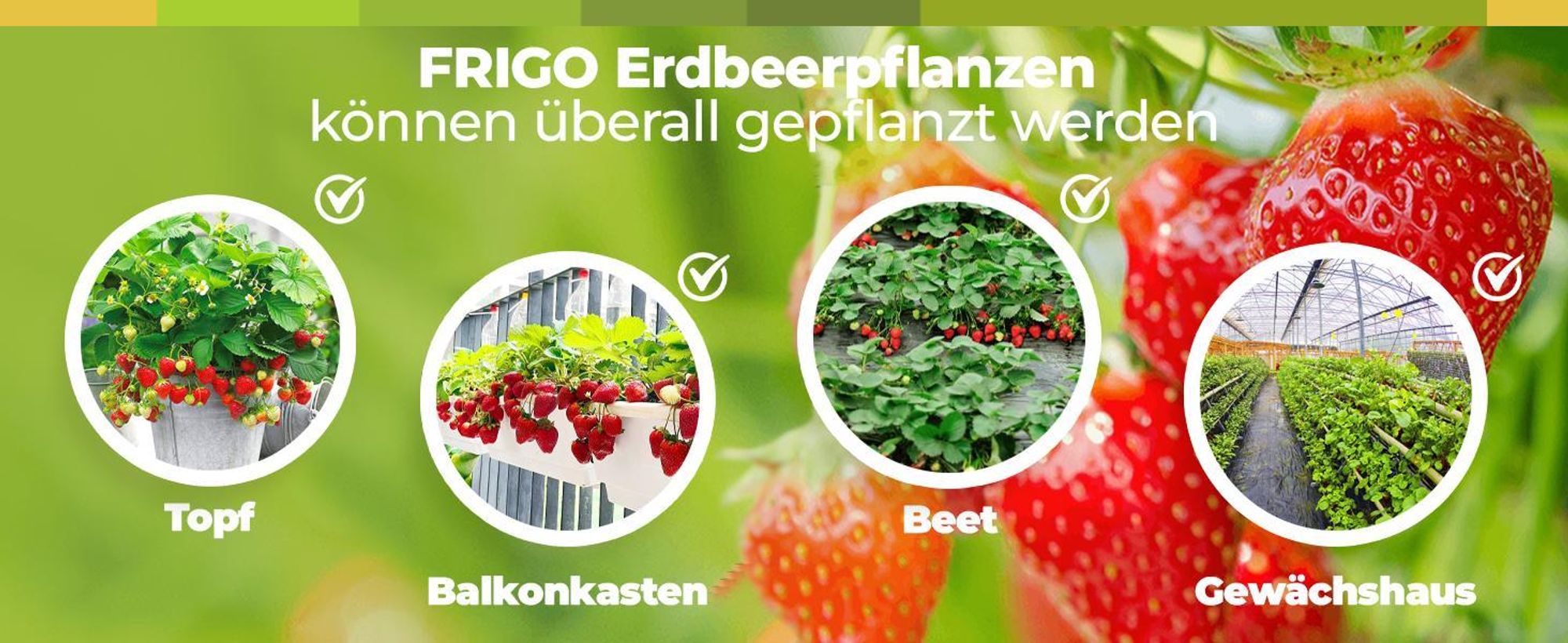 10 Stk. Erdbeerpflanze 'GIGANT' sehr große Früchte