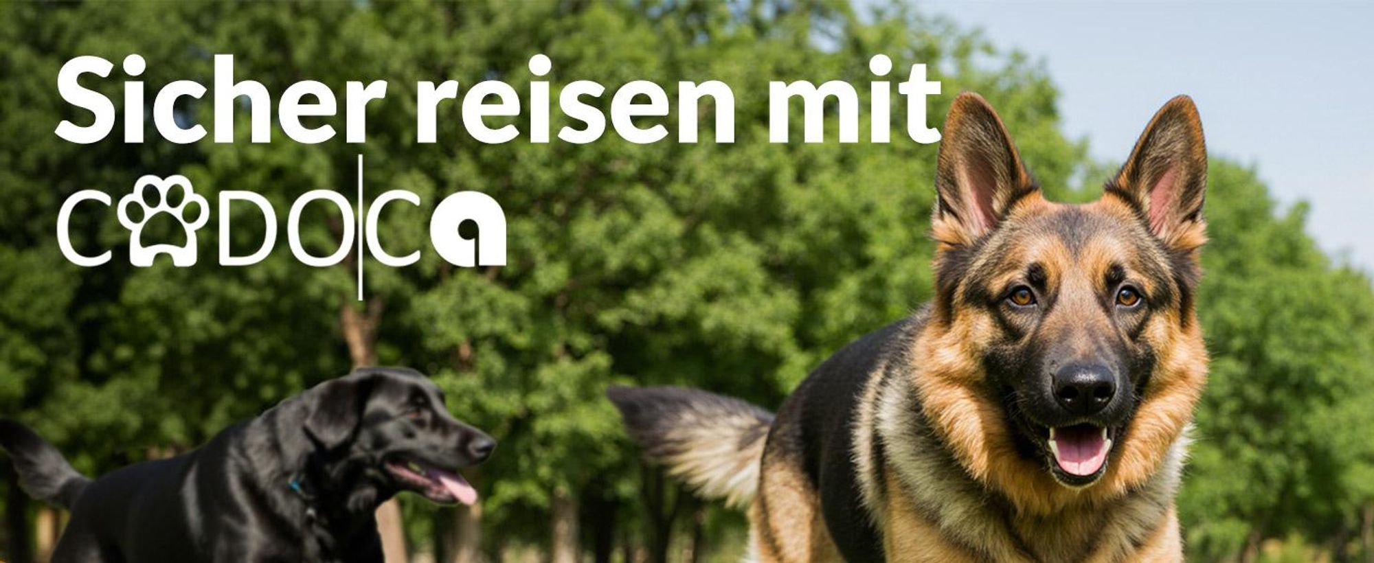 Faltbare Hundetransportbox Größe M 60x42x44 cm mit herausnehmbarer Liegedecke und faltbarem Trinknapf