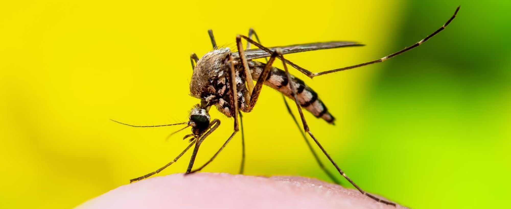 Nelkenöl als Insektenabwehr: Detailaufnahme Mücke die sticht