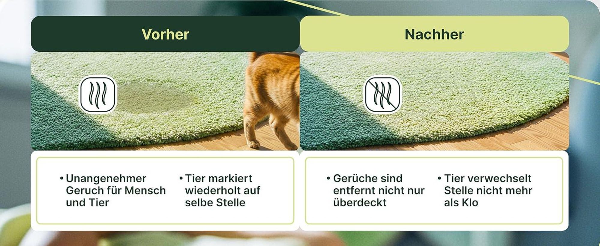 Vorher-Nachher-Vergleich: Fleckentfernung und Geruchsneutralisierung auf dem Teppich.