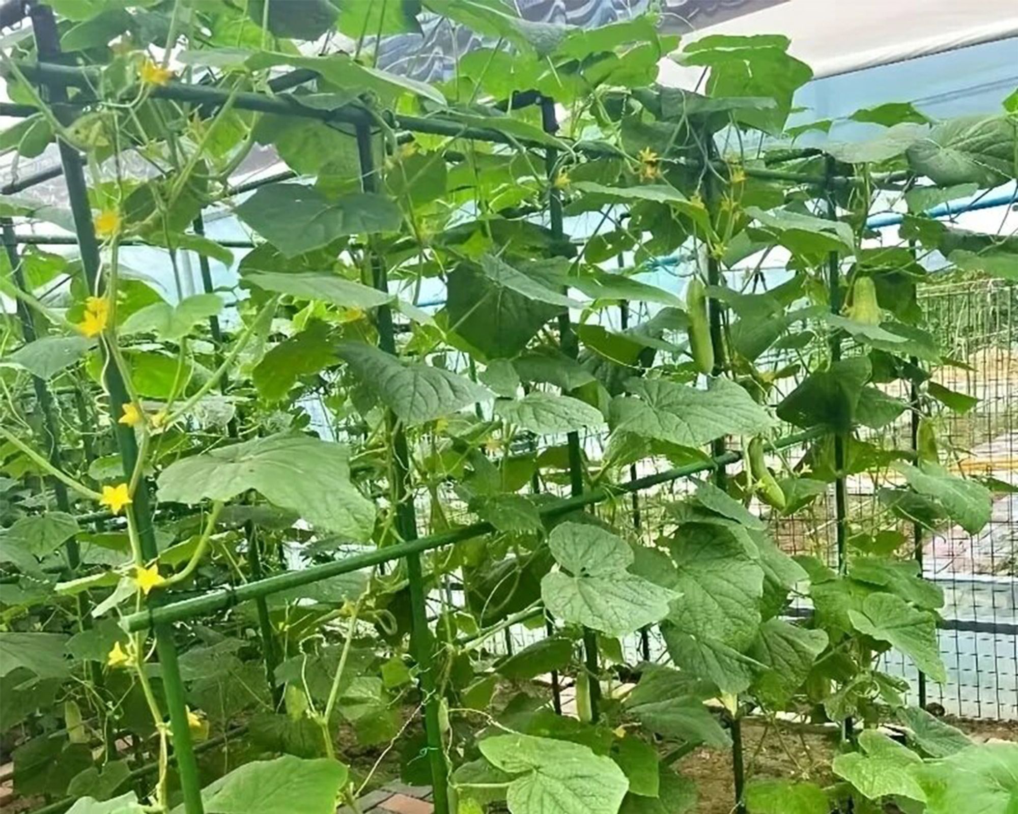 Sekey 20 x Pflanzstäbe Metall mit Kunststoffmantel, 60 cm lang, Ø 8 mm