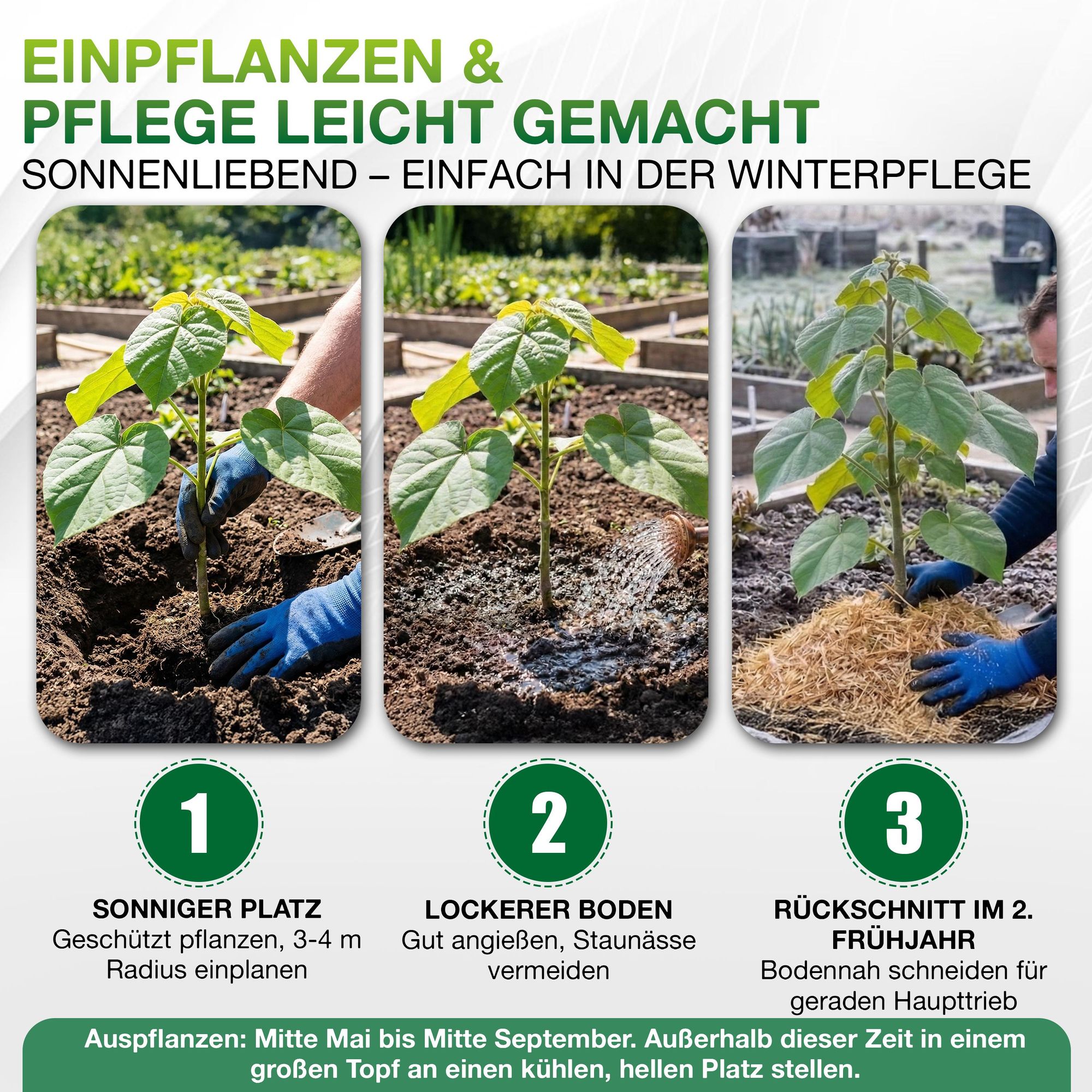 Pflanzanleitung der Paulownia