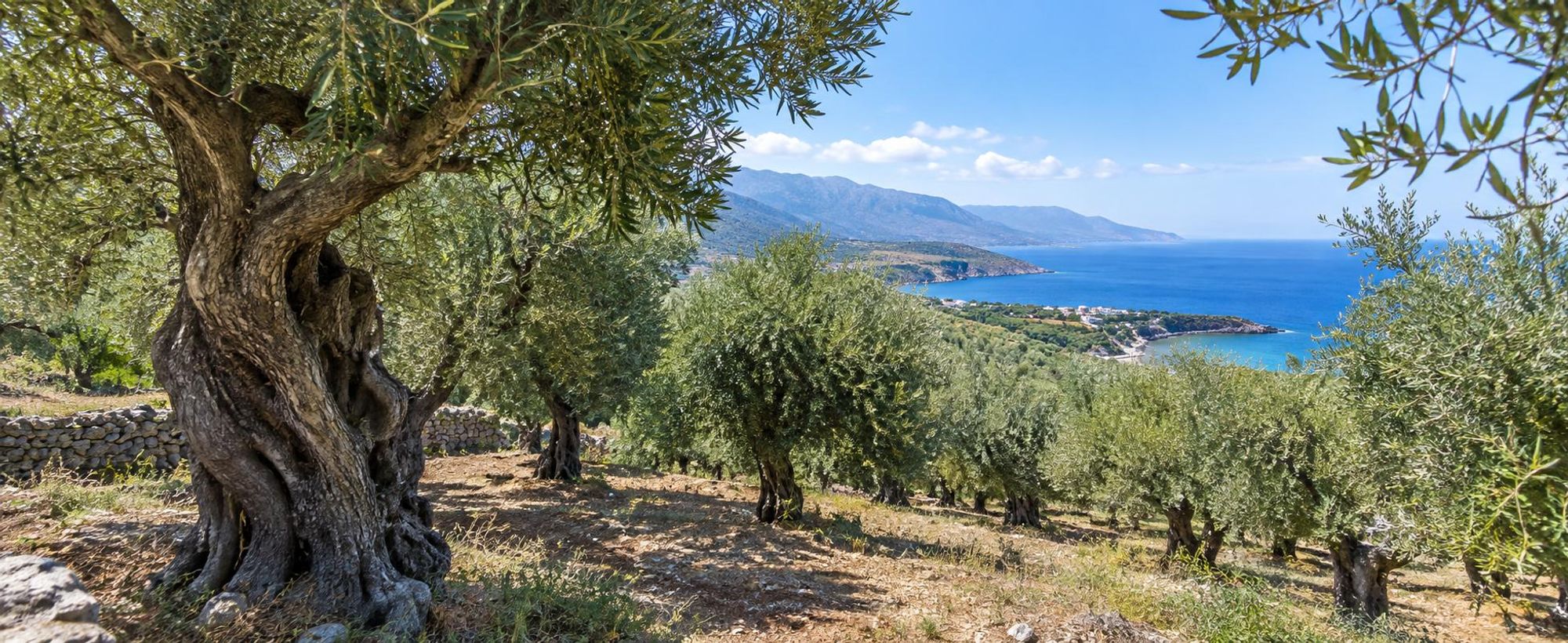 Griechischer Olivenhain an der Küste mit alten Olivenbäumen und Meerblick