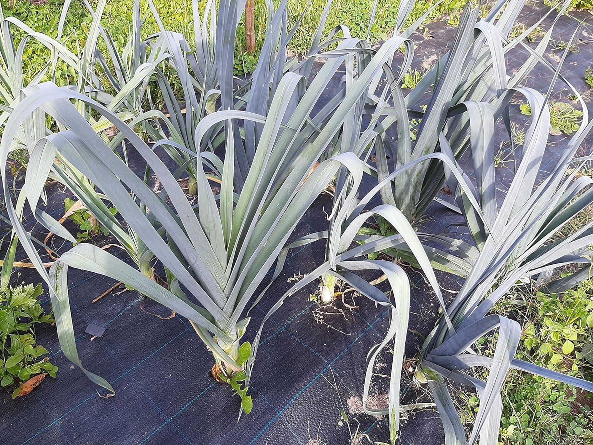 160 m² (100m x 1,6m) Gartenvlies gegen Unkraut Grün – Unkrautvlies 100g/m² - Hohe UV-Stabilisierung - Unkrautfolie Wasserdurchlässig - Unkrautschutzfo