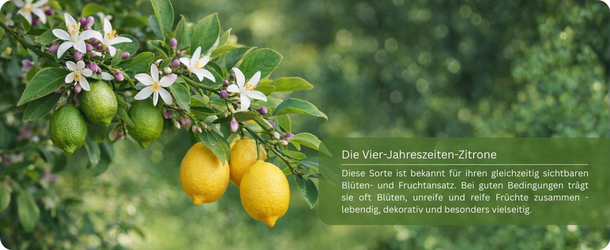 Meine Orangerie Zitronenbaum Mezzo - echte Zitrone - veredelter Zitrusbaum - Citrus Limon - Lemon Tree - Fruchtreife Zitrone in Gärtnerqualität