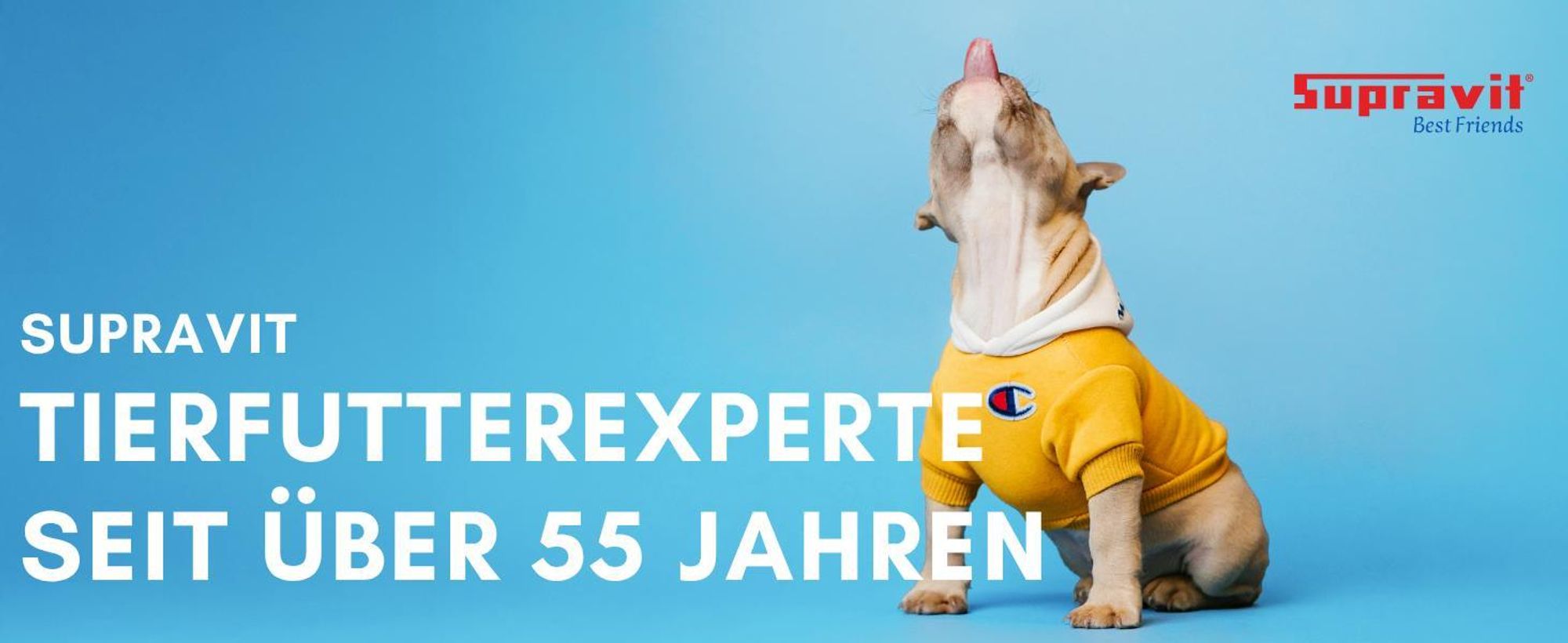 Hund vor blauem Hintergrund