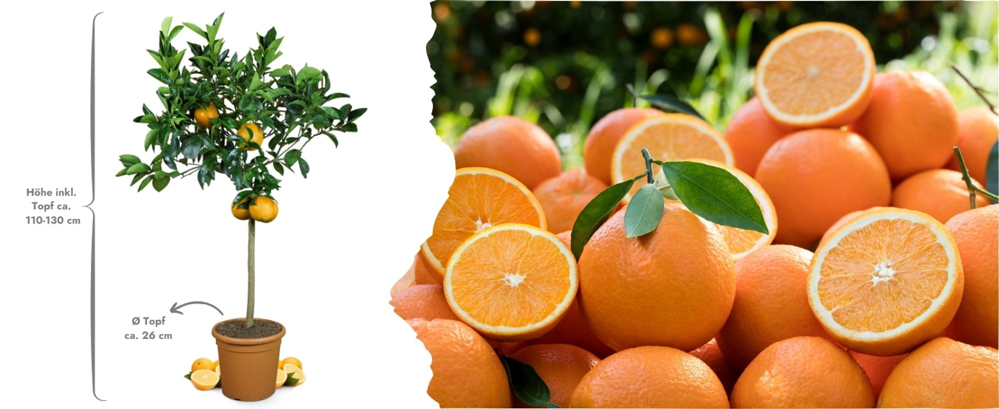 Meine Orangerie Orangenbaum Grande - echte Orange - fruchtreife Zitruspflanze - Citrus sinensis - veredelter Apfelsinenbaum in Gärtnerqualität