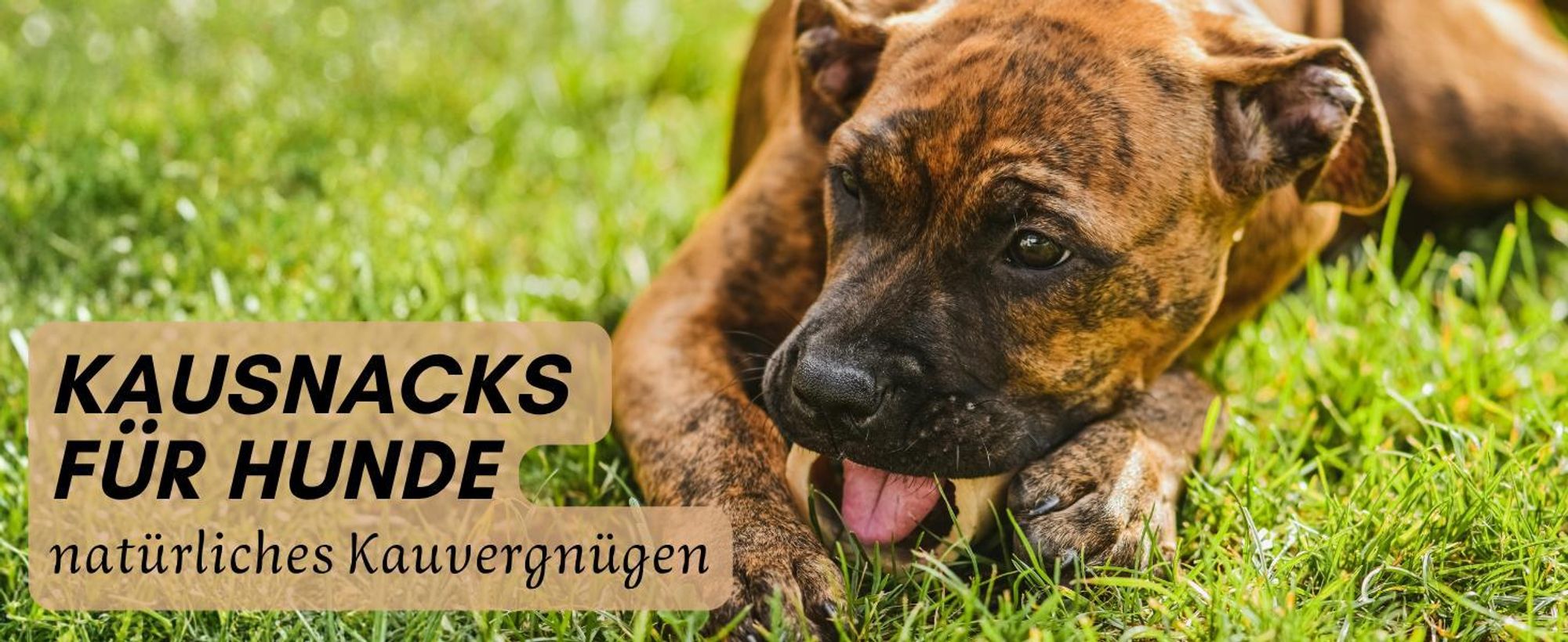 Hund kaut auf Knochen