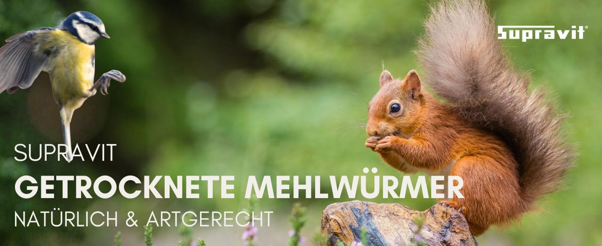 Eichhörnchen und Meise in der Natur
