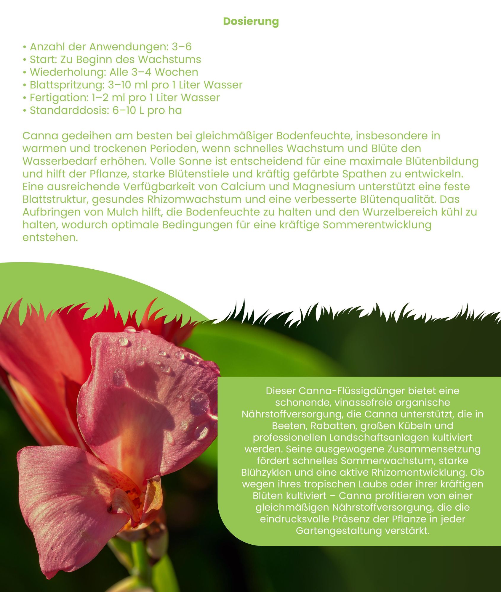 Canna Flüssigdünger 1L – 3-4-3 NPK - Flüssigdünger Für Blühpflanzen – Für Üppige Blätter & Kräftige Blüten – Fördert Wurzeln & Vitalität – Organifer