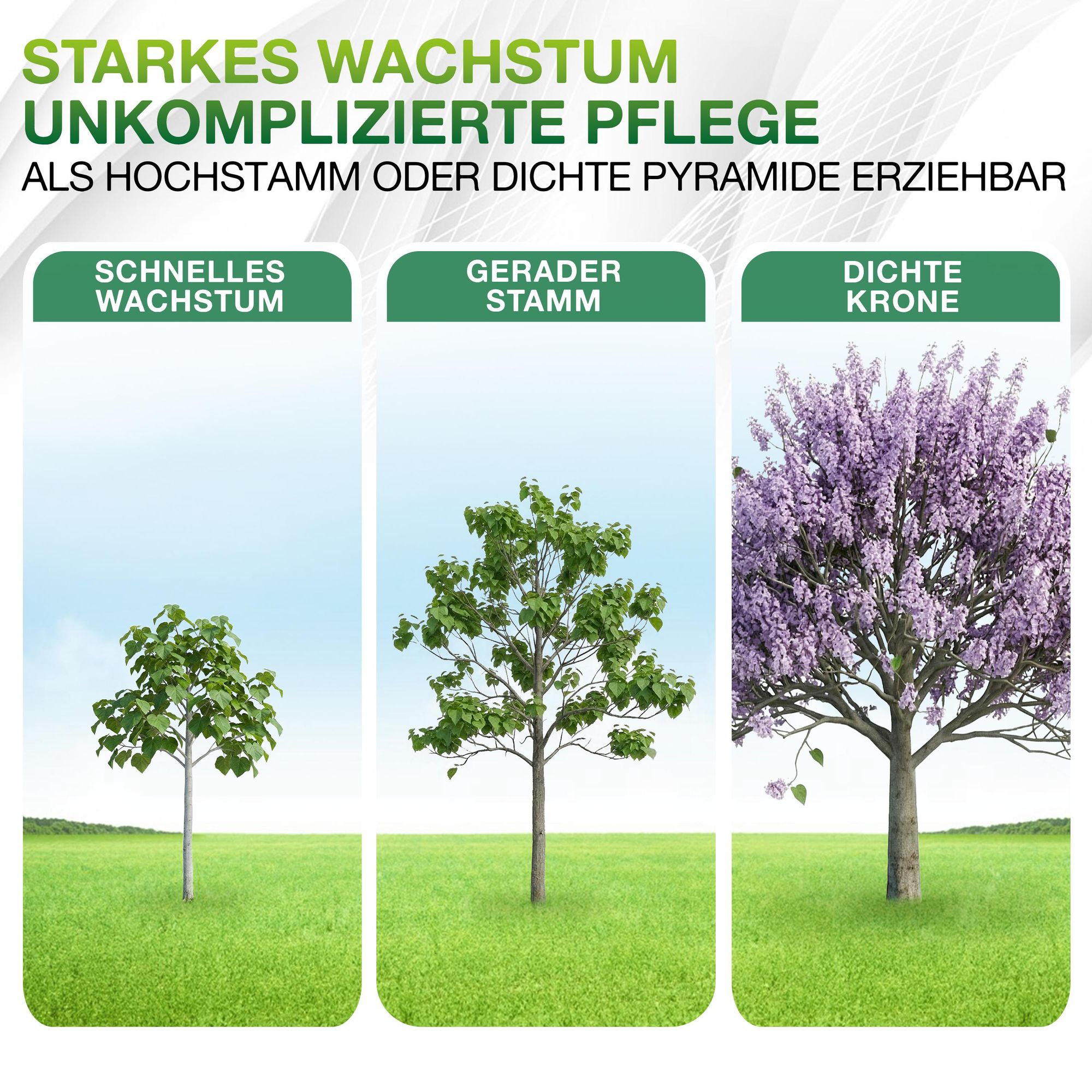 stilistisch dargestellt das Wachstum der Paulownia - schneller Wuchs, gerader Stamm, dichte Krone