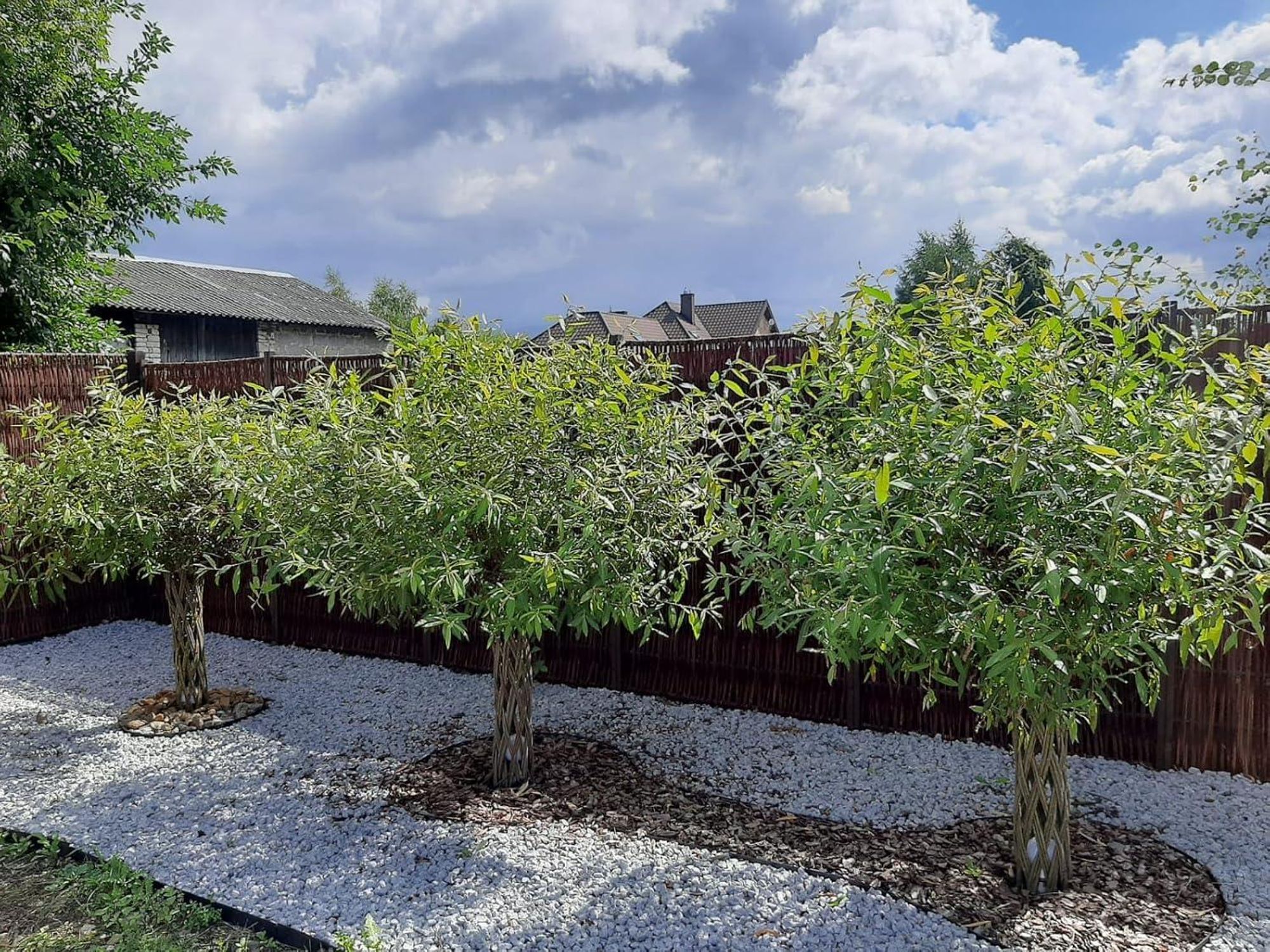 Geflochtener Weidenbaum 180 cm Geflochtene Weide - Dekoration für Terrasse und Garten Junge Weidentriebe