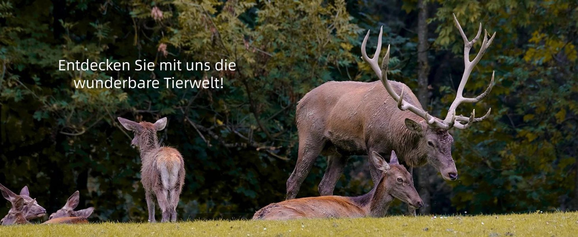 4K 48MP Wildkamera mit 32GB Karte & 8 Batterien,Wildkamera mit Bewegungsmelder Nachtsicht,Nachtsichtkamera 120° Weitwinkel IP66 Wasserdicht