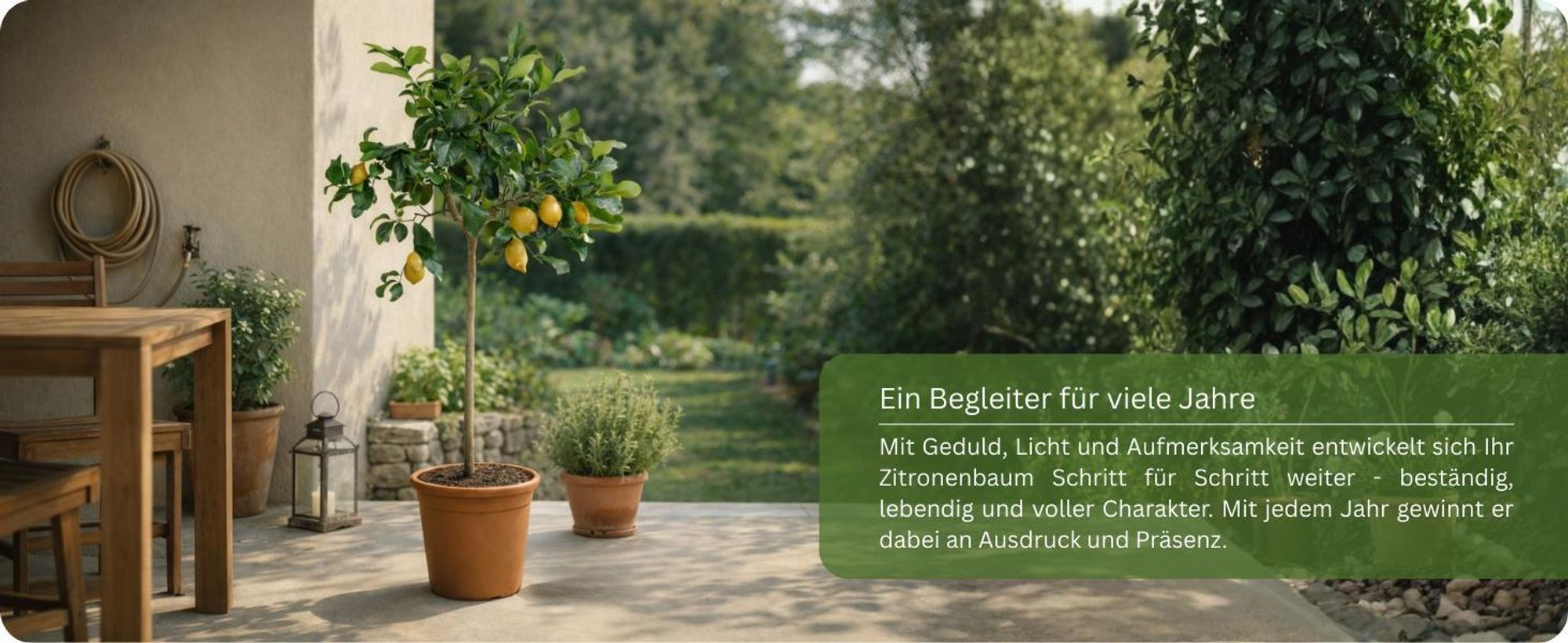 Meine Orangerie Zitronenbaum Mezzo - echte Zitrone - veredelter Zitrusbaum - Citrus Limon - Lemon Tree - Fruchtreife Zitrone in Gärtnerqualität