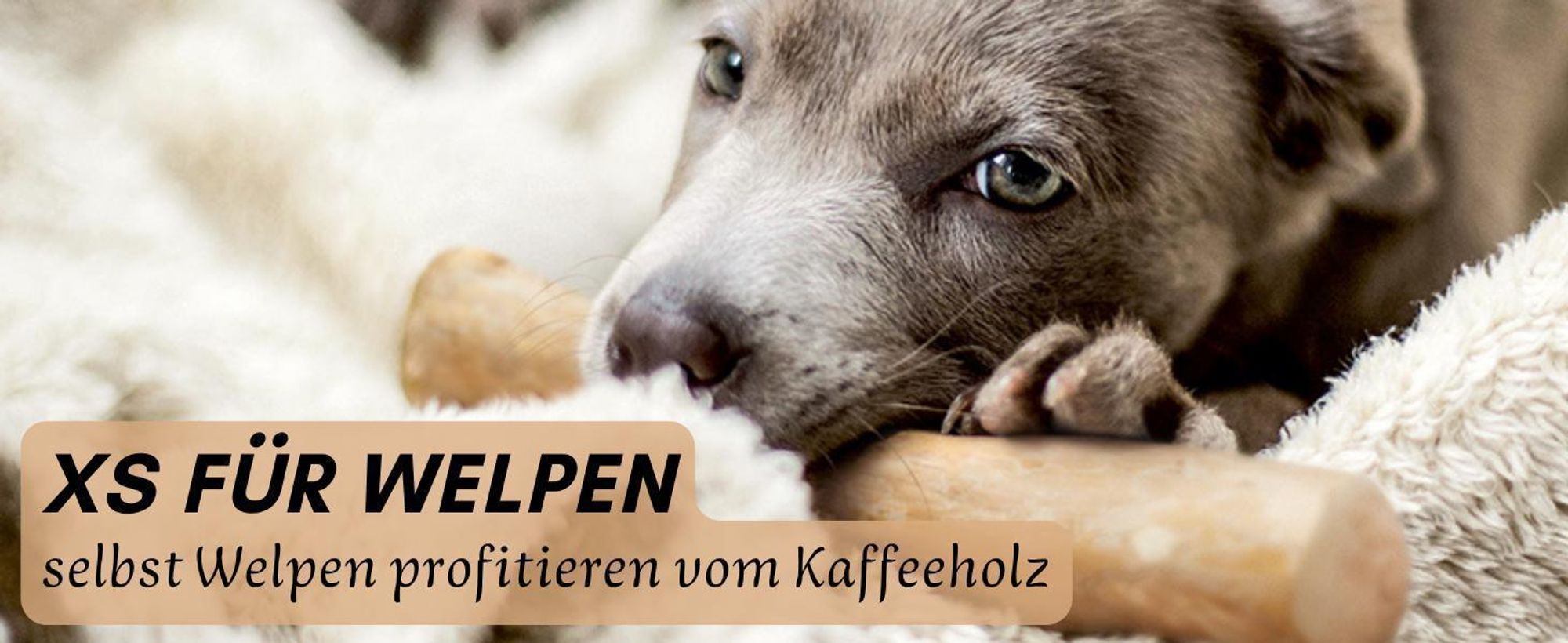 Welpe mit Kaffeeholz