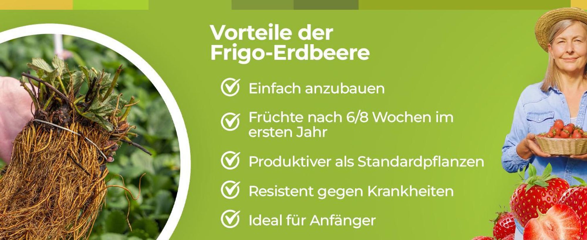 10 Stk. Erdbeerpflanze 'GIGANT' sehr große Früchte