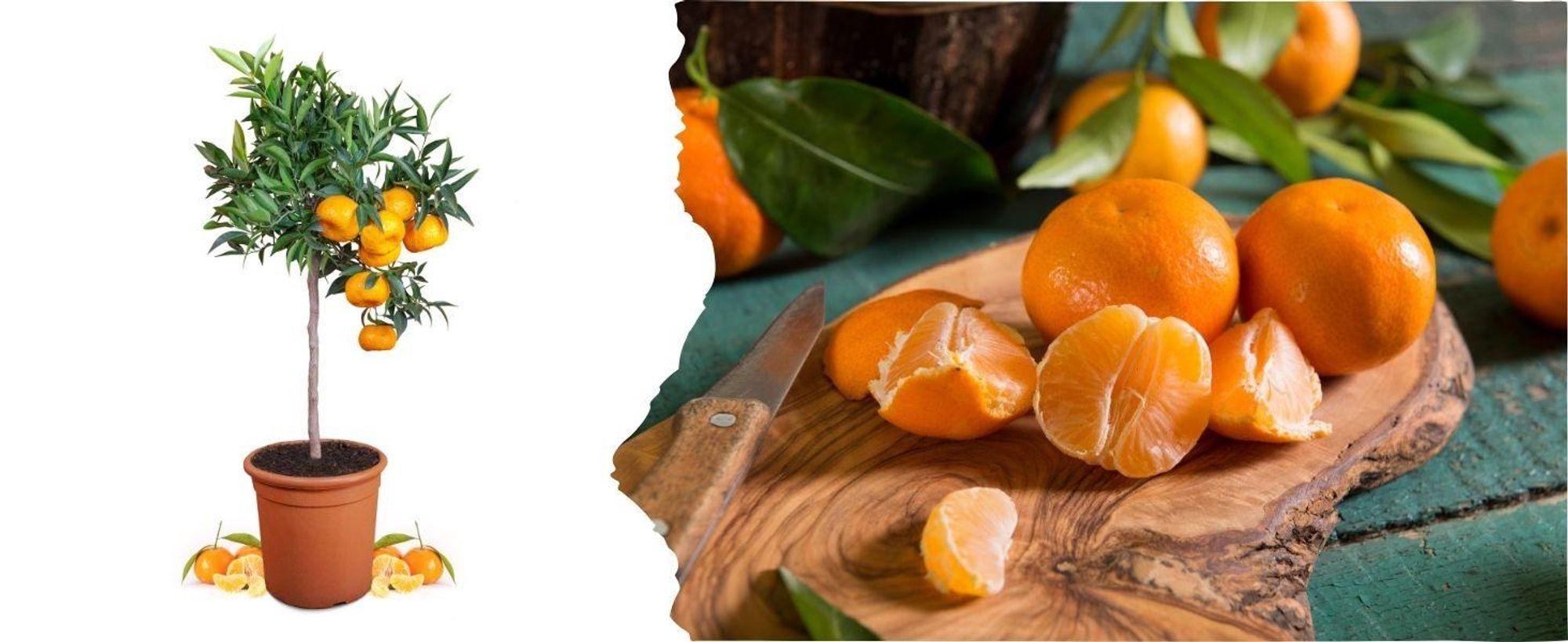 Meine Orangerie Mandarinenbaum Mezzo - veredelter Mandarinen Baum - Citrus Reticulata - Fruchtreife Mandarinen Pflanze in Gärtnerqualität