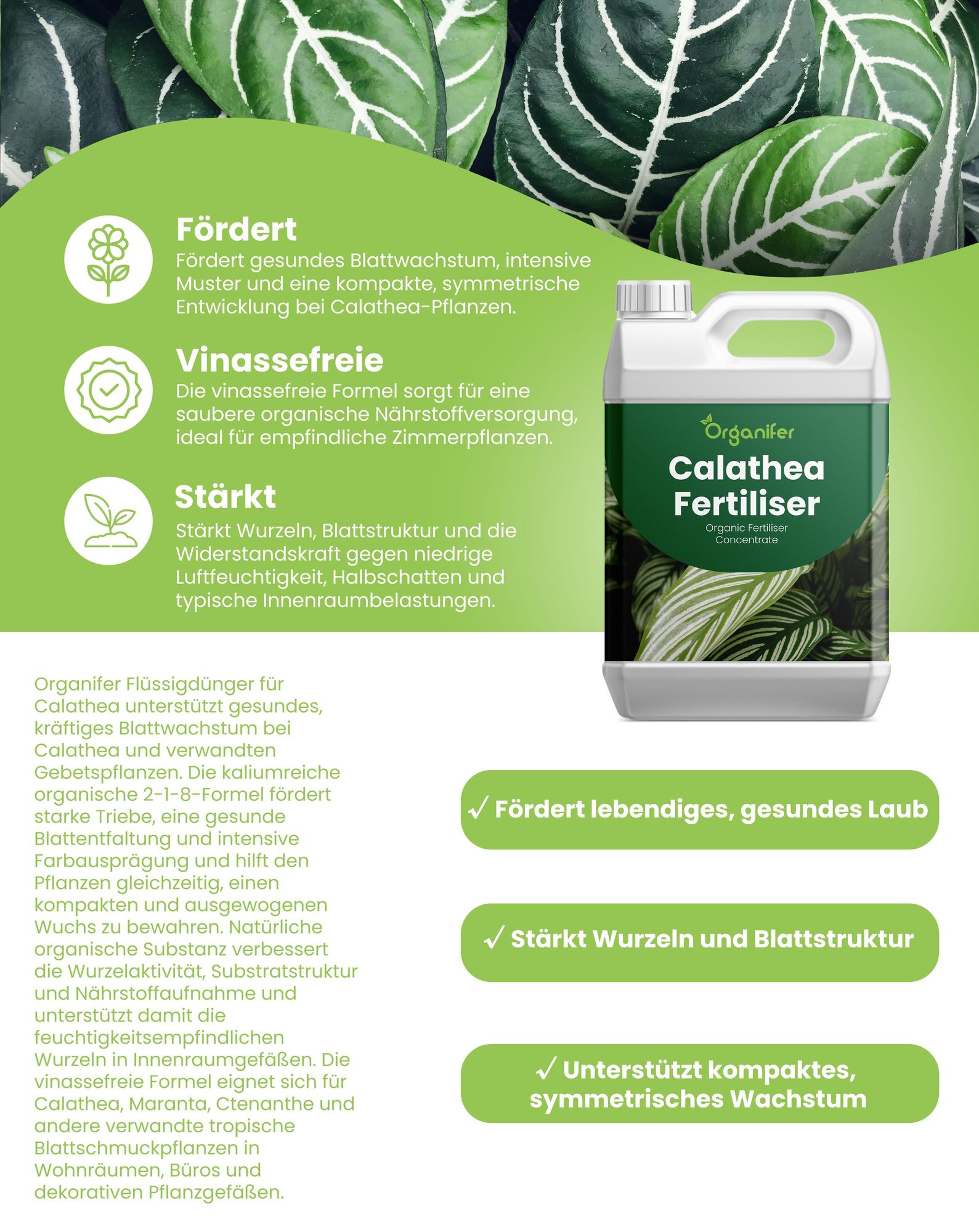 Calathea Flüssigdünger 1L – 2-1-8 NPK – Flüssigdünger Zimmerpflanzen – Für Blätter & Üppiges Blattwerk – Fördert Wurzeln & Vitalität – Organifer