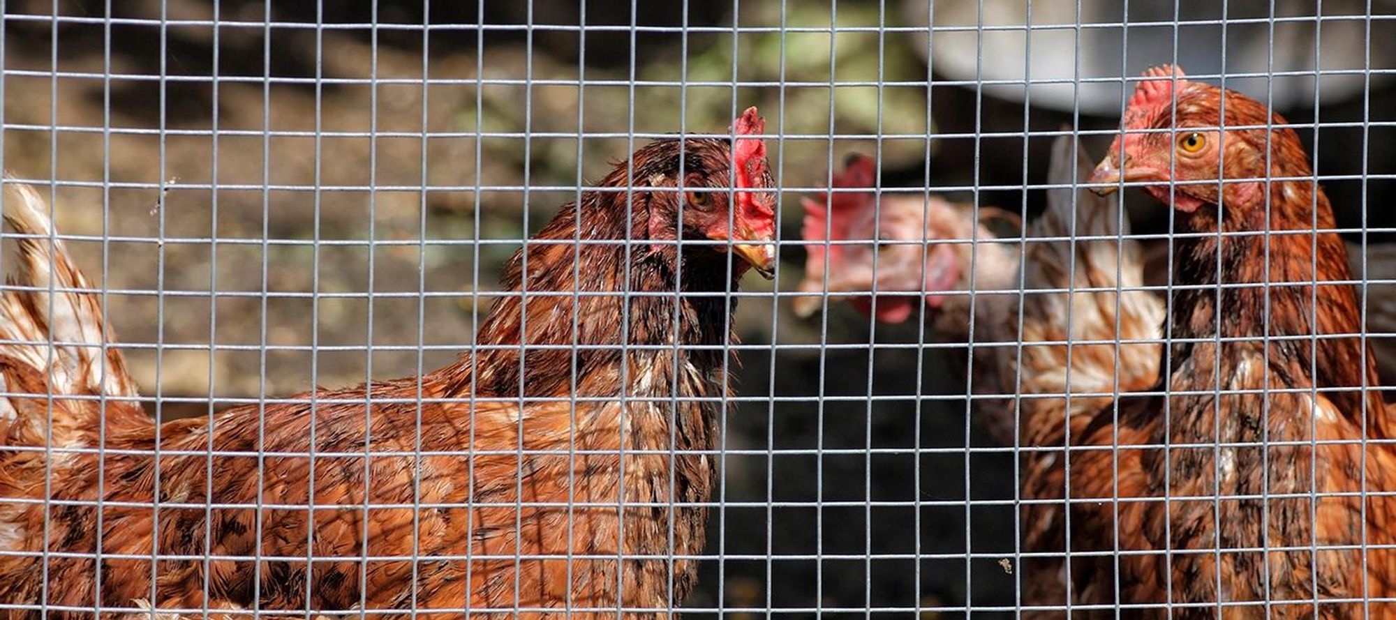 Floordirekt Drahtgitter verzinkt, feinmaschig 6,3 mm Volierendraht, Wühlmausschutz & Nagerschutz, Maschendrahtzaun Rolle zuschneidbar - 0,5 x 5 m