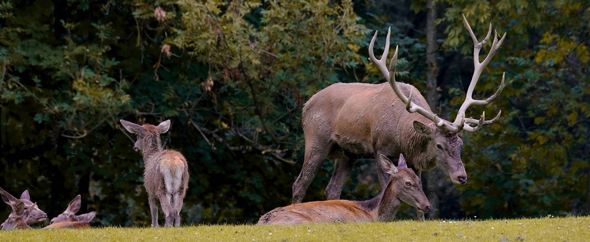 Entdecken Sie die wunderbare Welt der Tiere!