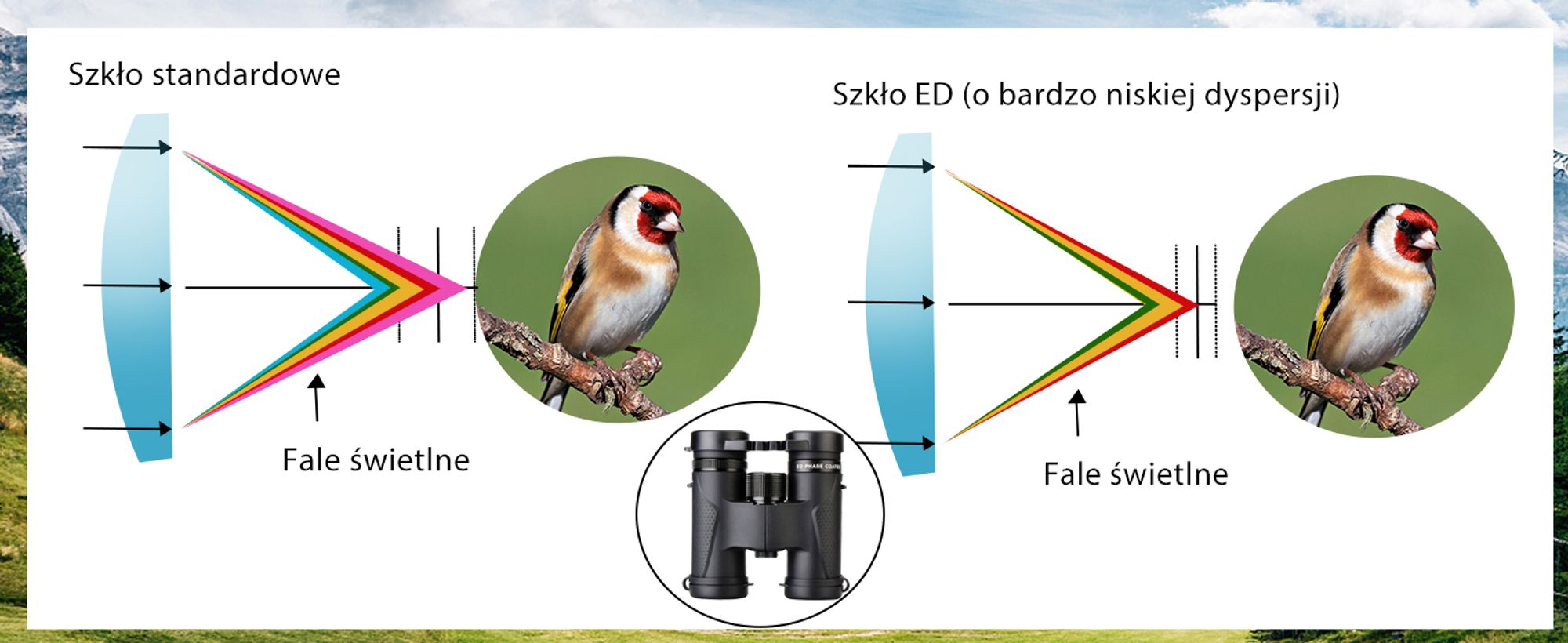 Lornetka Svbony SV202, 8x32, mała, szkło ED pryzmat BAK4 Wodoodporna lornetka z szerokim polem widzenia dla dorosłych Birdwatching Hunting