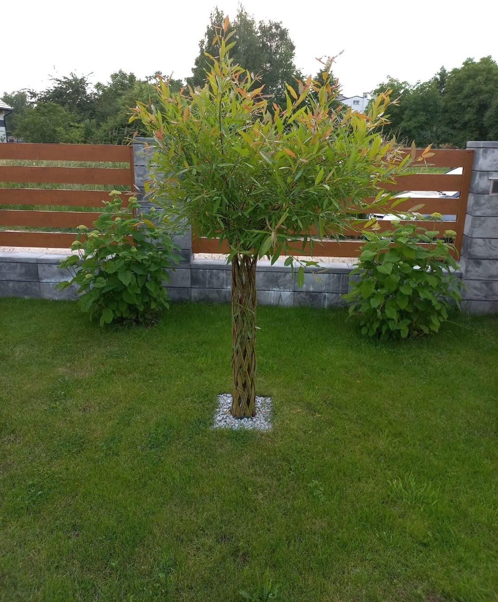 Geflochtener Weidenbaum 160 cm Geflochtene Weide - Dekoration für Terrasse und Garten Junge Weidentriebe