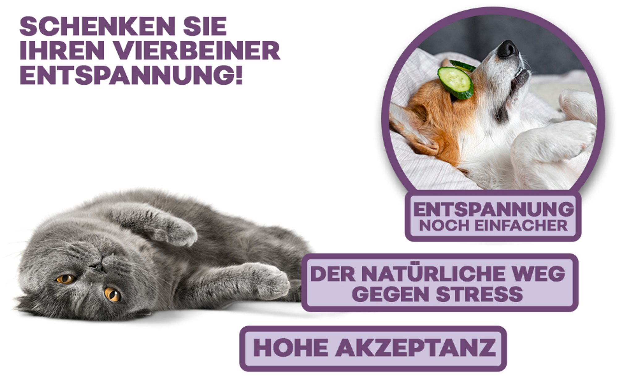 Hello Animal - Anti Stress - für Hunde und Katzen - pflanzliches Hаnföl - gegen Angst und innere Unruhe - Beruhigungsmittel für Hunde - Angststörung