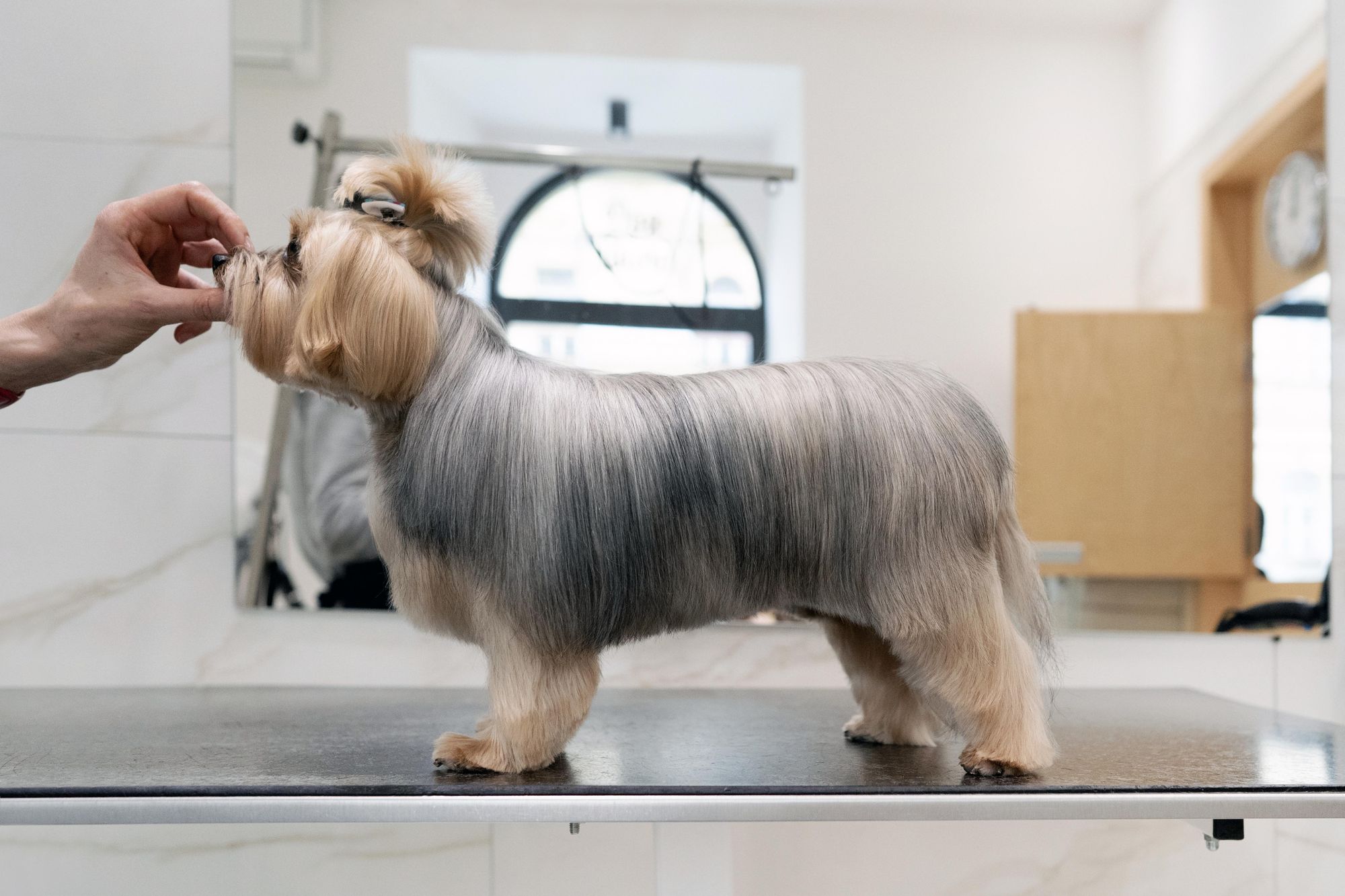 Pflegender Hunde-Conditioner für alle Felltypen mit natürlichen Inhaltsstoffen.