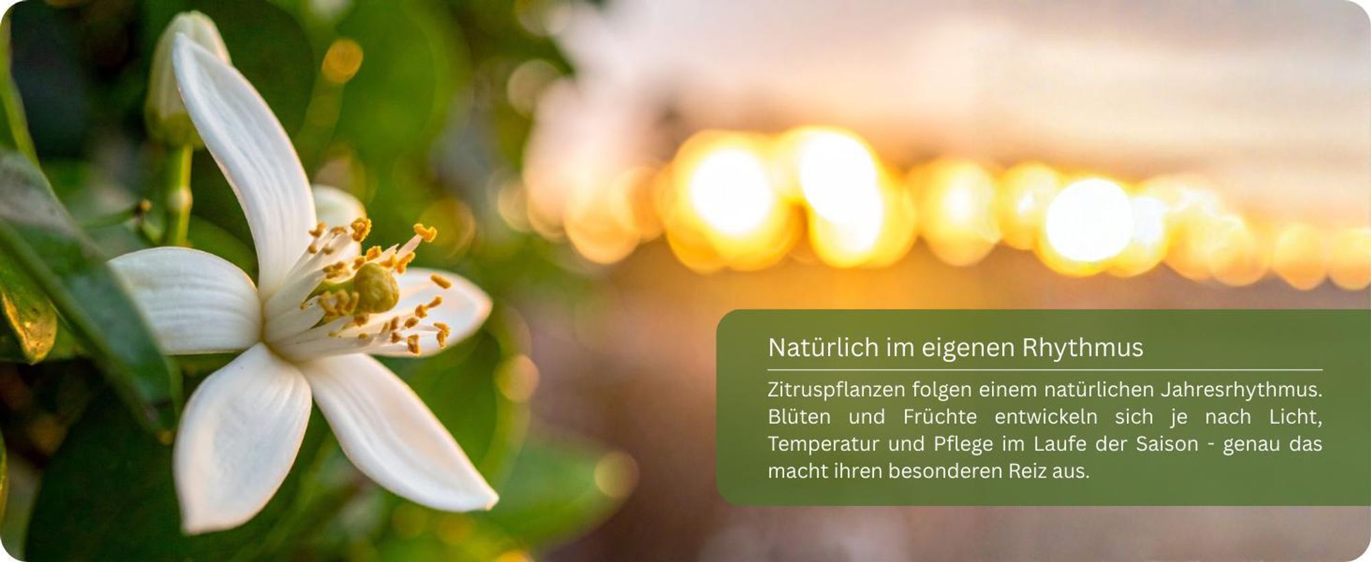 Meine Orangerie Zitronenbaum Mezzo - echte Zitrone - veredelter Zitrusbaum - Citrus Limon - Lemon Tree - Fruchtreife Zitrone in Gärtnerqualität