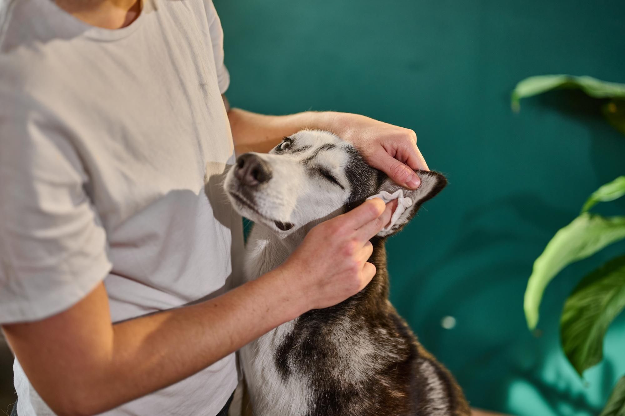 Natürlicher Ohrenreiniger für Hunde mit Neemöl, Kamille und Rosenwasser.