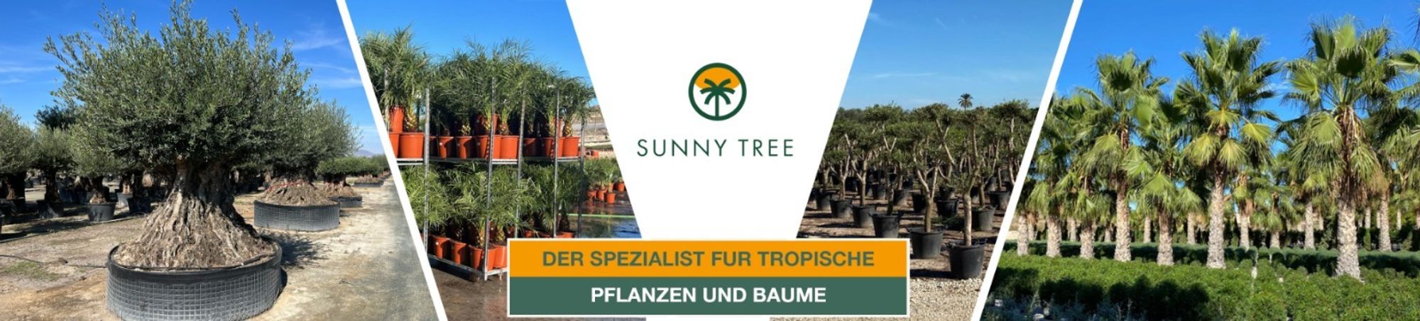 Sunny Tree